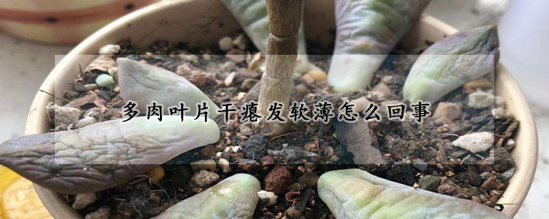 多肉葉片幹癟發軟薄怎麼回事