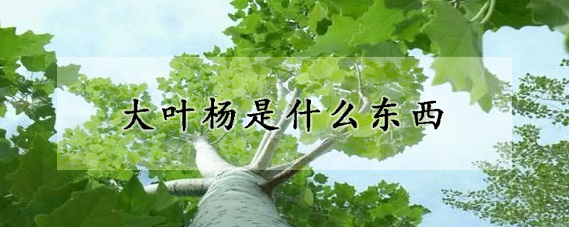 大葉楊是什麼東西