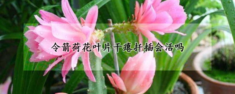 令箭荷花葉片幹癟扡插會活嗎