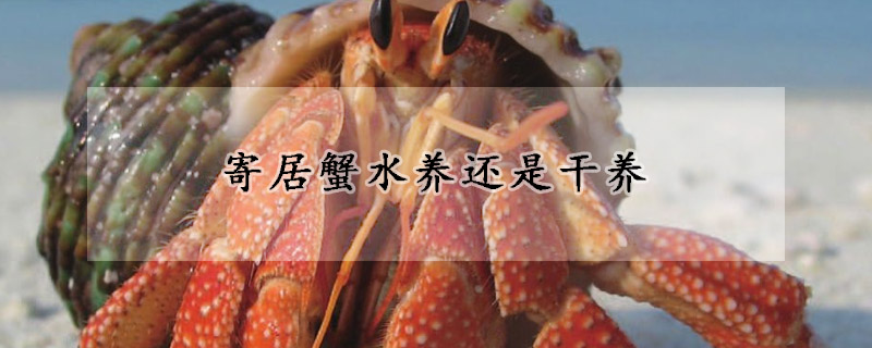 寄居蟹水養還是幹養