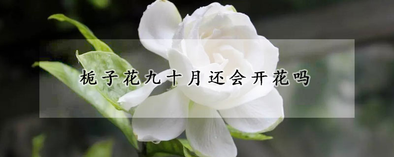 梔子花九十月還會開花嗎