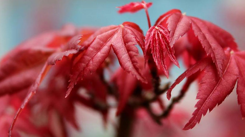 紅楓盆栽的養殖方法和注意事項
