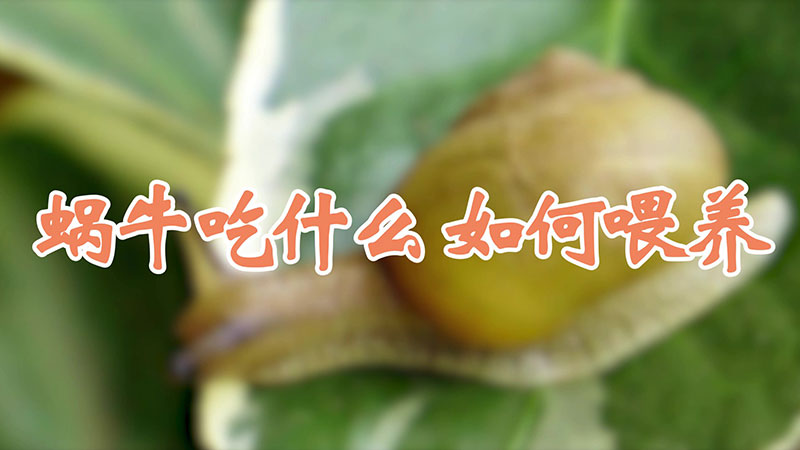 蝸牛吃什麼 如何喂養