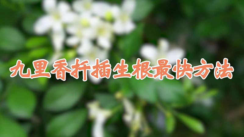 九裏香扡插生根最快方法