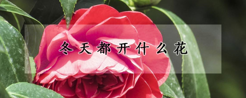 冬天都開什麼花