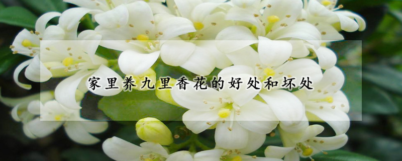 家裏養九裏香花的好處和壞處