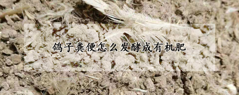 鴿子糞便怎麼發酵成有機肥
