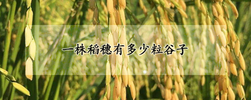 一株稻穗有多少粒穀子
