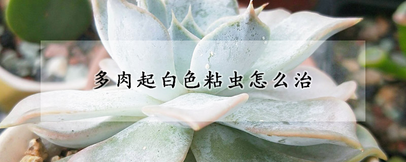 多肉起白色粘蟲怎麼治
