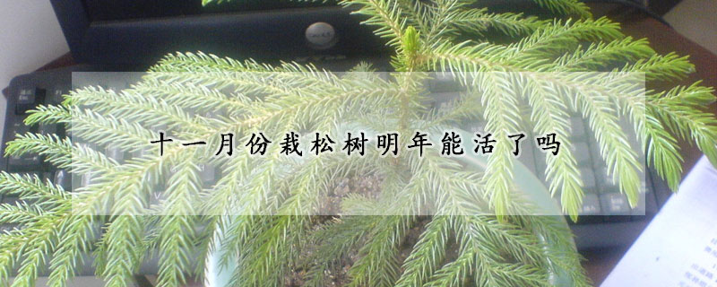 十一月份栽鬆樹明年能活了嗎
