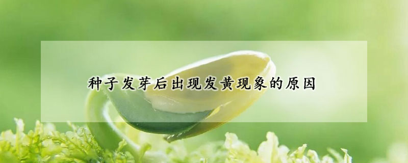 種子發芽後出現發黃現象的原因