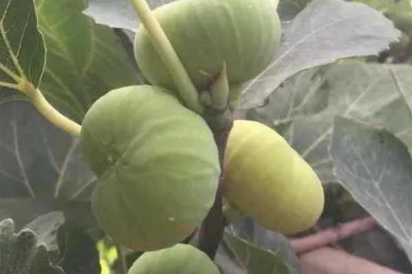 無花果樹旺風水 無花果樹能旺風水嗎