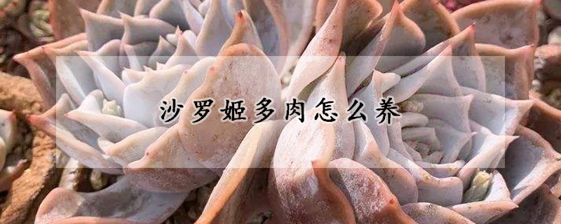 沙羅姬多肉怎麼養