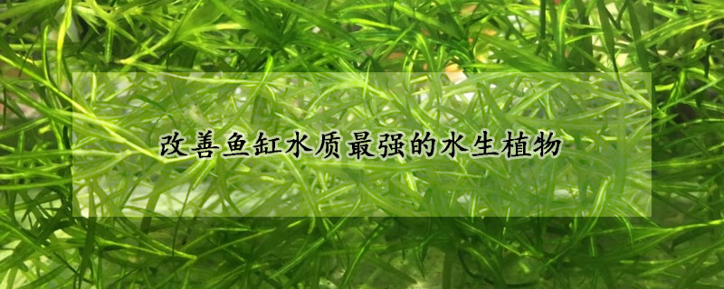 改善魚缸水質最強的水生植物