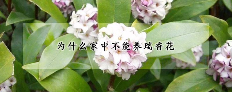 為什麼家中不能養瑞香花