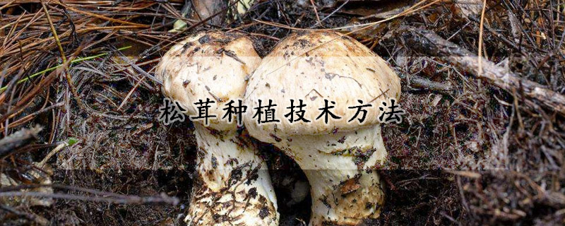 鬆茸種植技術方法
