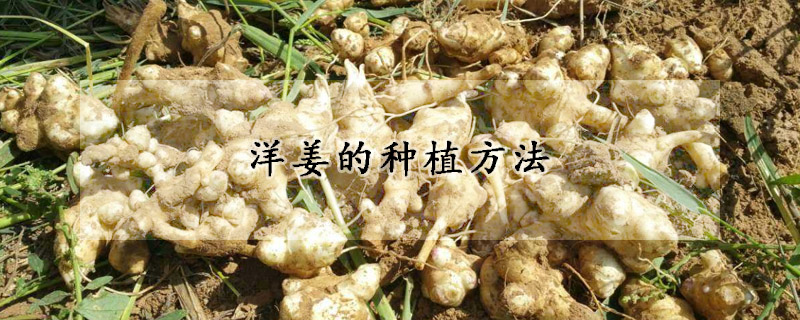 洋薑的種植方法