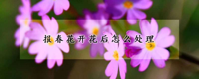 報春花開花後怎麼處理