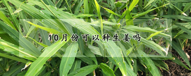 10月份可以種生薑嗎