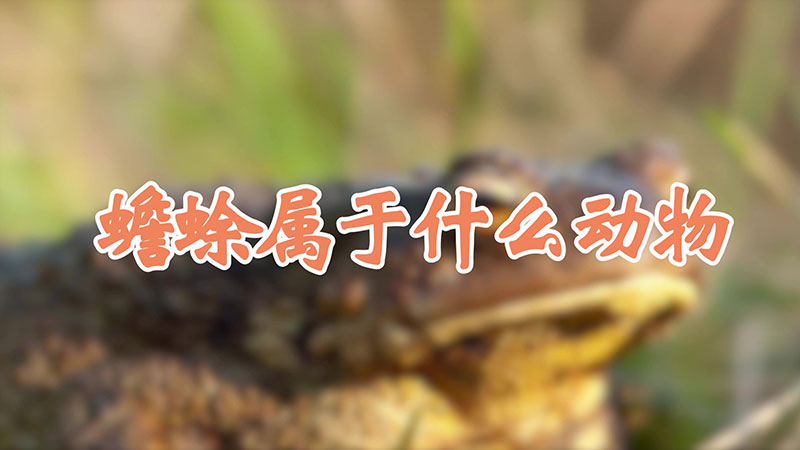 蟾蜍屬於什麼動物