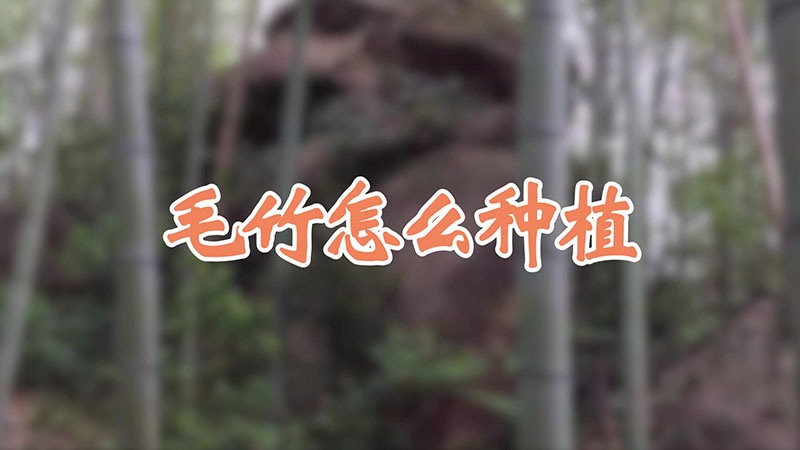 毛竹怎麼種植