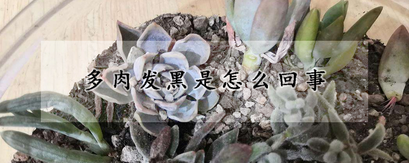 多肉發黑是怎麼回事