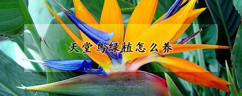 天堂鳥綠植怎麼養