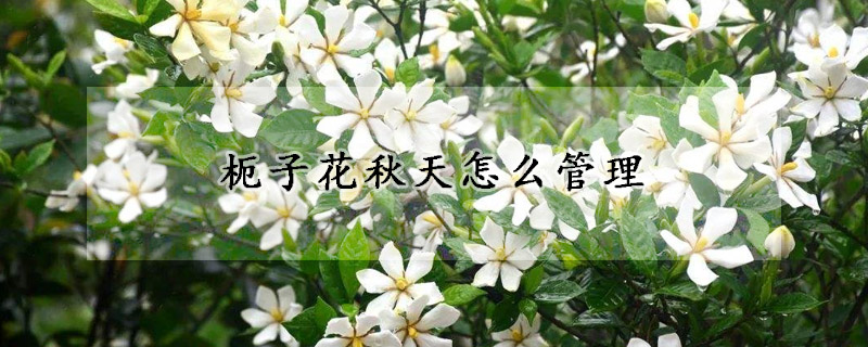 枙子花秋天怎麼管理