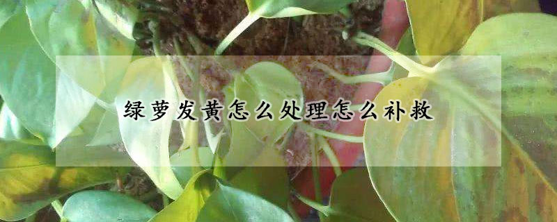 綠蘿發黃怎麼處理怎麼補救
