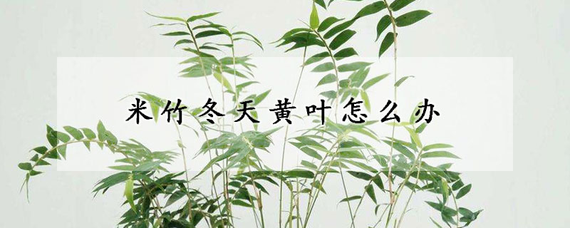 米竹冬天黃葉怎麼辦