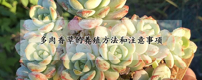 多肉香草的養殖方法和注意事項