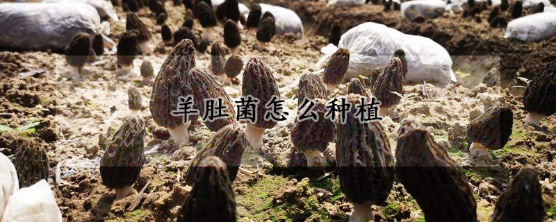 羊肚菌怎麼種植