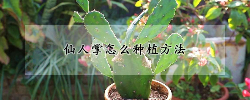 仙人掌怎麼種植方法