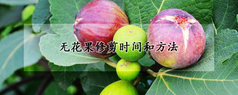 無花果修剪時間和方法