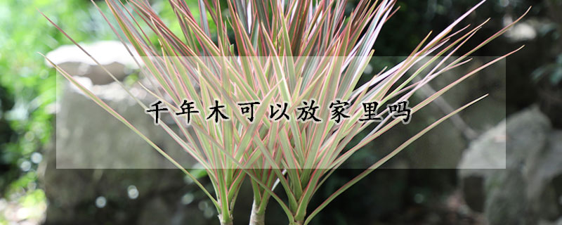 千年木可以放家裏嗎