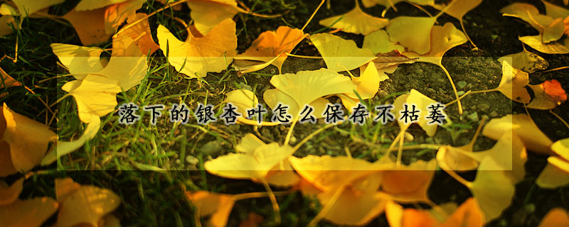 落下的銀杏葉怎麼保存不枯萎