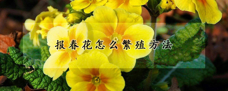 報春花怎麼繁殖方法