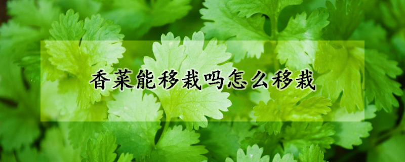 香菜能移栽嗎怎麼移栽