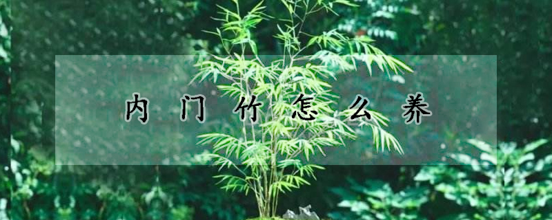 內門竹怎麼養