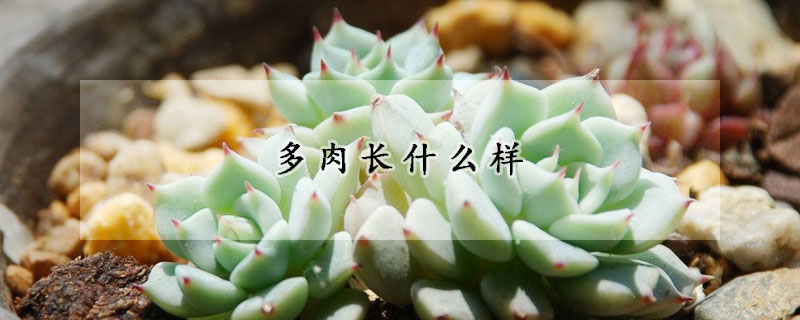 多肉長什麼樣