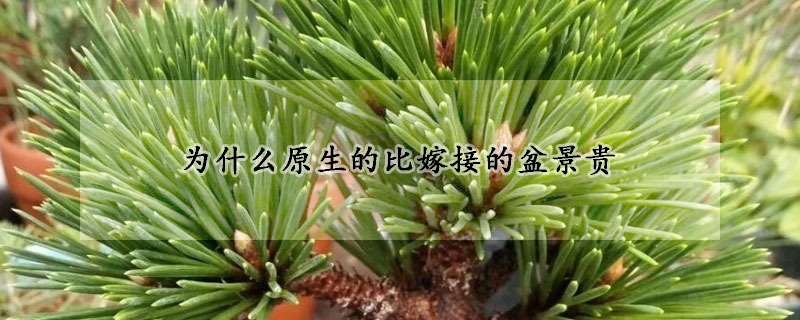 為什麼原生的比嫁接的盆景貴