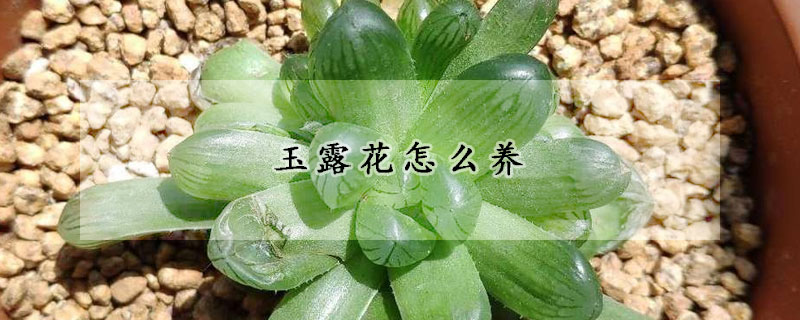 玉露花怎麼養