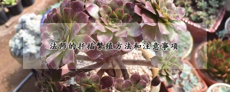 法師的扡插繁殖方法和注意事項