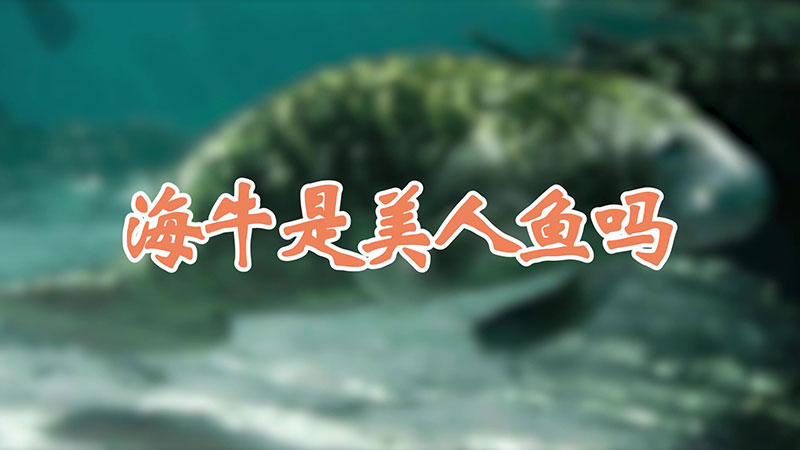 海牛是美人魚嗎