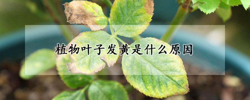 植物葉子發黃是什麼原因