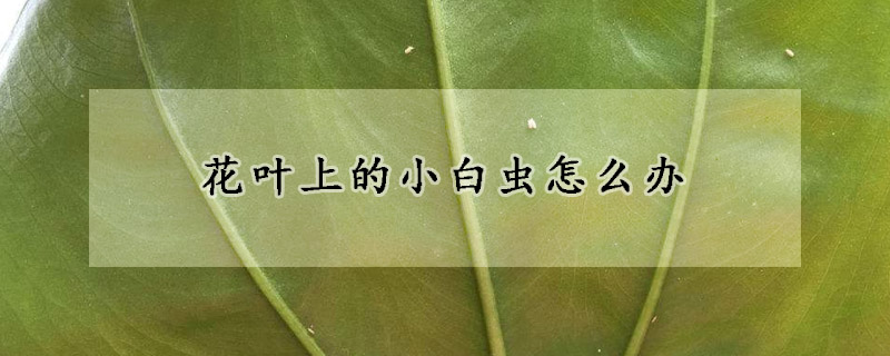 花葉上的小白蟲怎麼辦