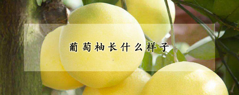葡萄柚長什麼樣子
