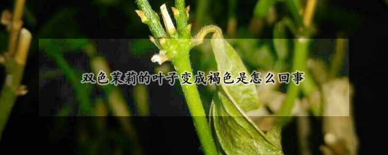 雙色茉莉的葉子變成褐色是怎麼回事