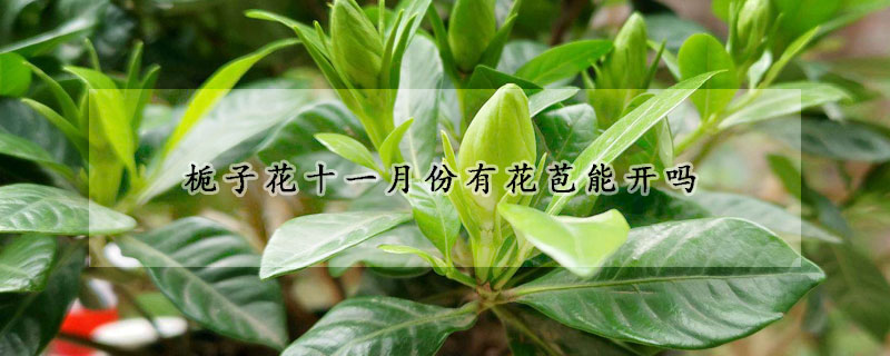梔子花十一月份有花苞能開嗎