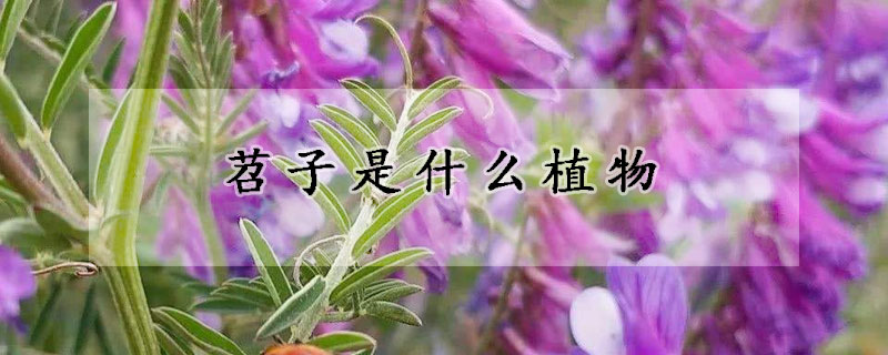 苕子是什麼植物